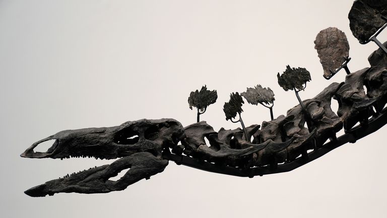 Part of a stegosaurus skeleton is displayed at Sotheby's New York in New York, Wednesday, July 10, 2024. (AP Photo/Pamela Smith)