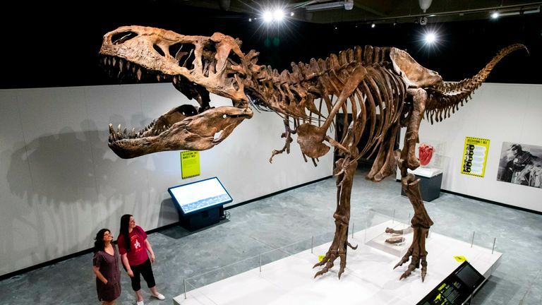 A replica skeleton of a Tyrannosaurus Rex in Omaha, Nebraska, in May 2019. File pic: AP