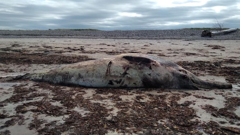 The minke whale washed up on Lossiemouth's West Beach. Pic: Moray Council.