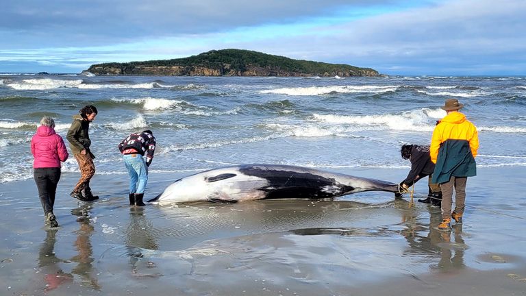 In this photo provided by the Department of Conservation, rangers inspect what is believed to be a rare spade-toothed whale on July 5, 2024, after it was found washed ashore on a beach near Otago, New Zealand. (Department of Conservation via AP)