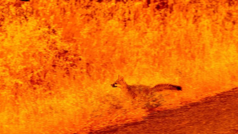 An animal runs through the grass fleeing from the park fire.  Photo: AP