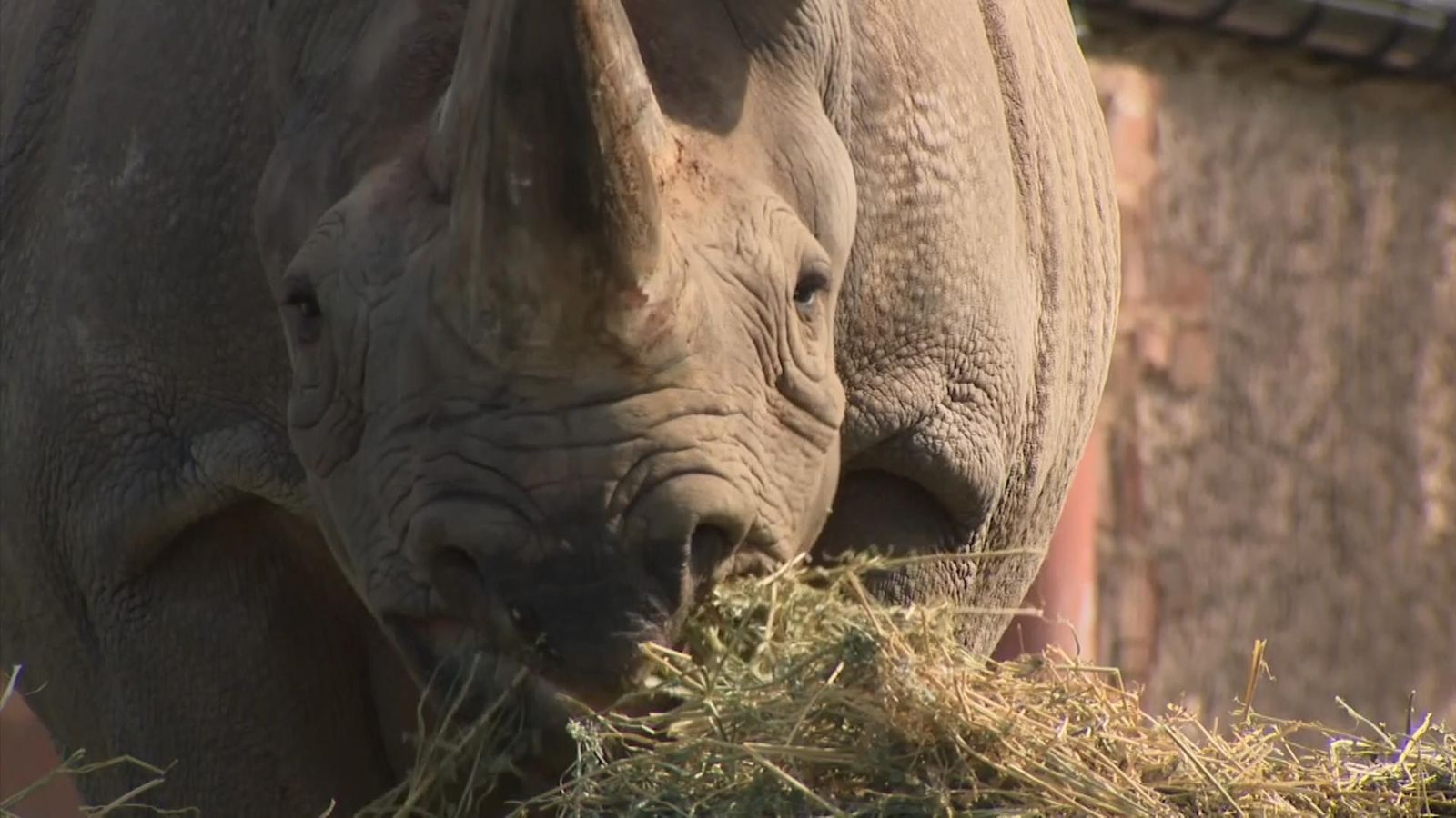 Chester Zoo sets ambitious net zero targets - with help of new green technology