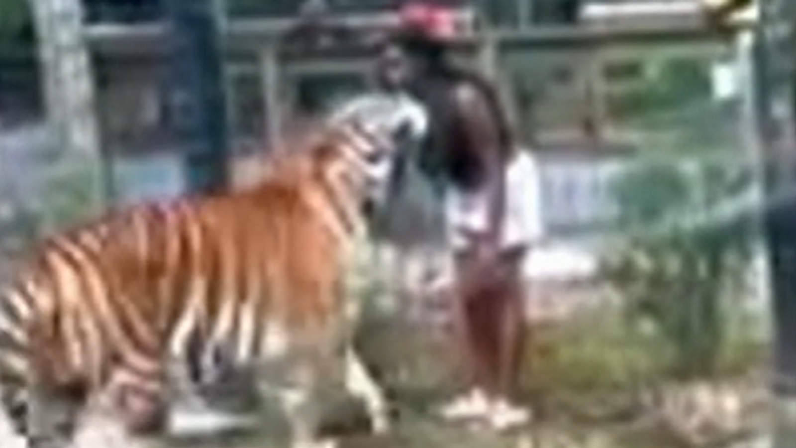 Woman charged with trespassing after allegedly climbing zoo fence and reaching into tiger’s cage | US News