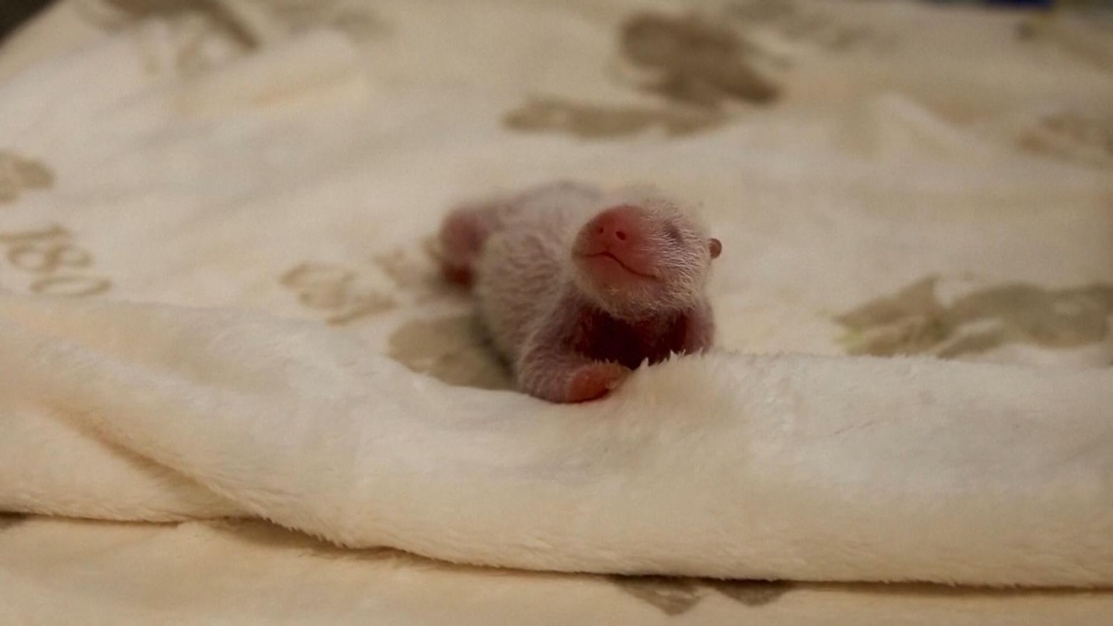 Berlin Giant panda cubs 'doing well' in first days of life News UK(01)