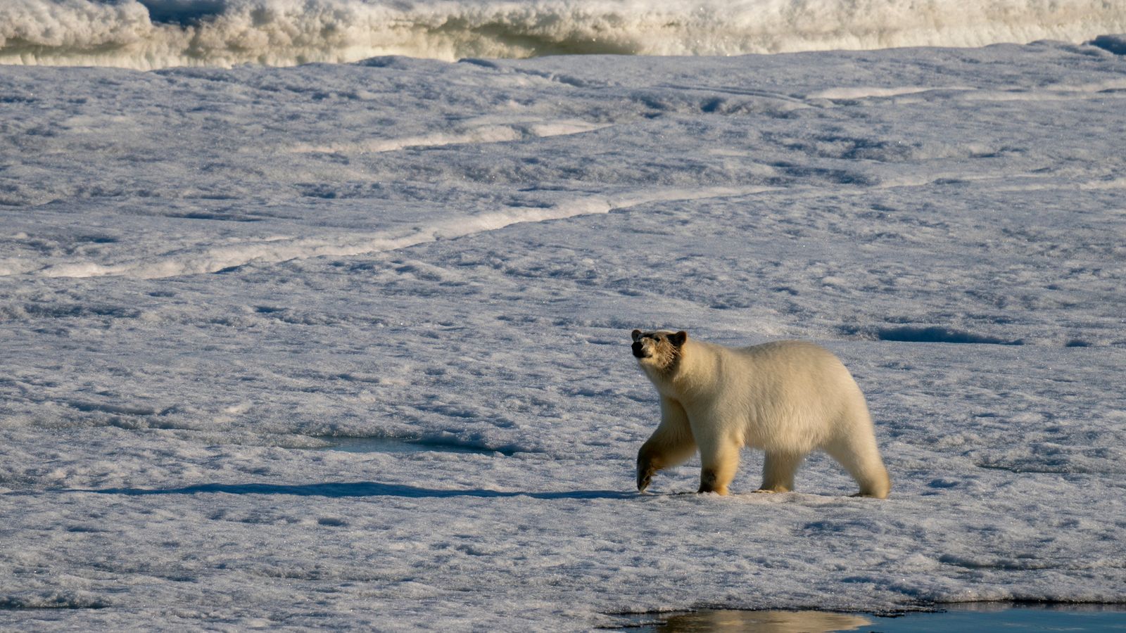 Canada: Polar bears kill worker on remote island in rare attack