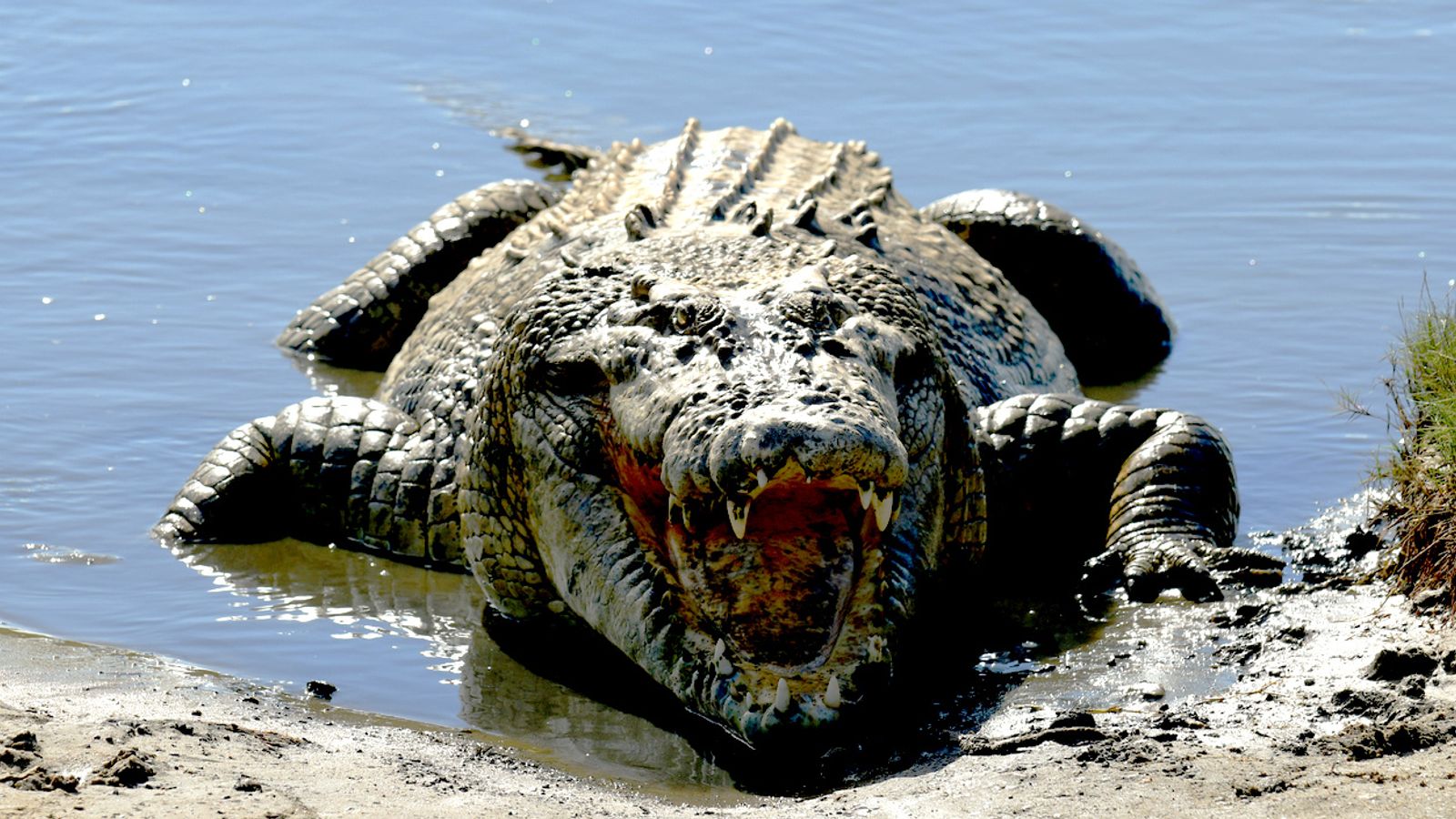 Crocodile killed ‘after fatally attacking man on holiday with wife and children’ in Australia