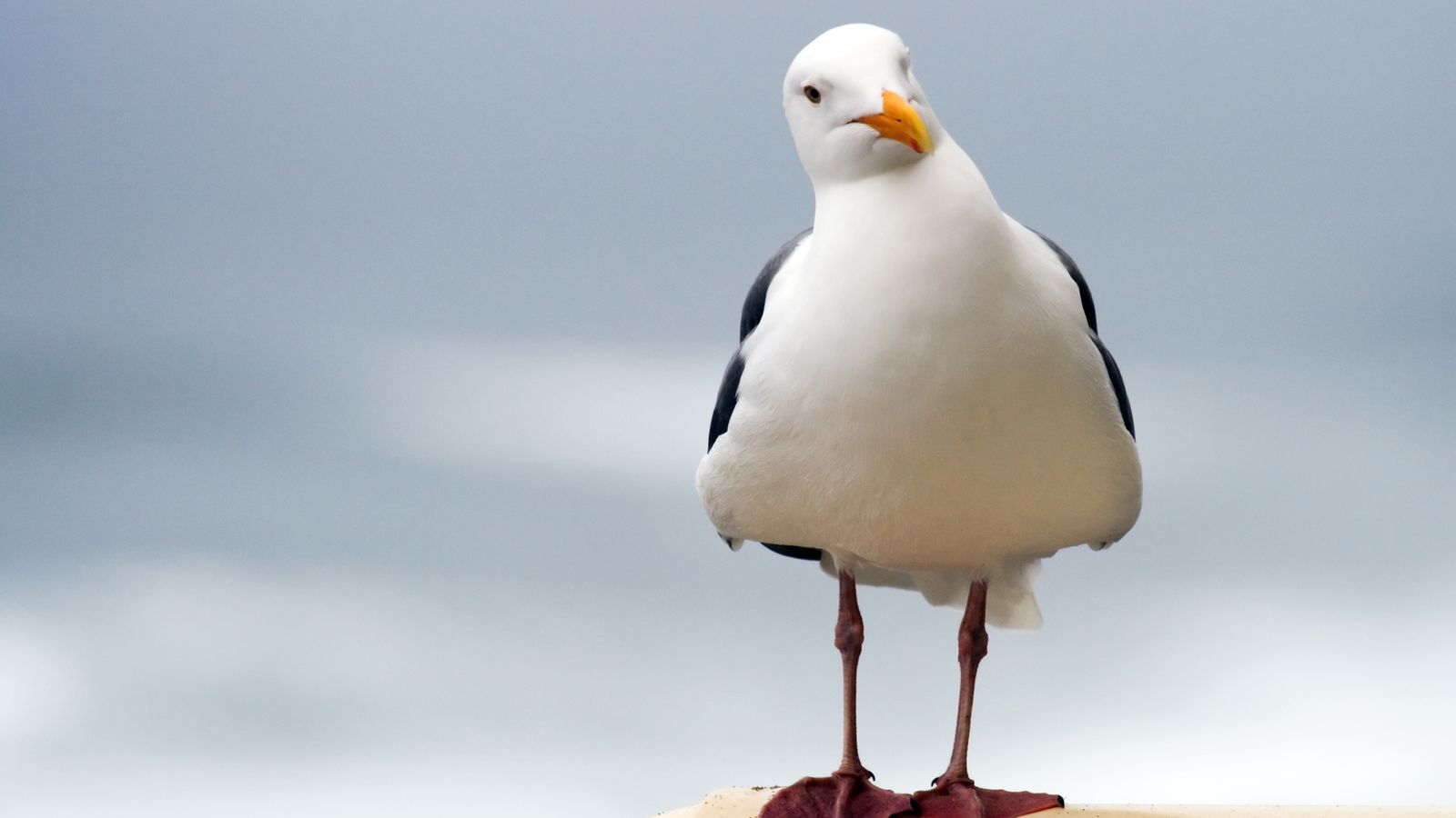 Swansea: Seagull put down after wing broken in attack | News from UK