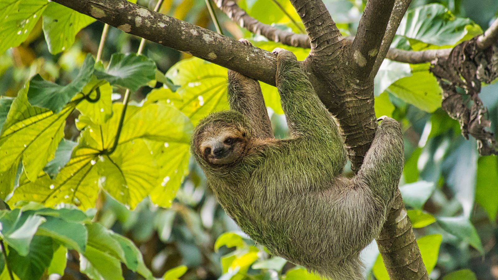 Sloth virus: What you need to know about the cases detected in Europe | World news