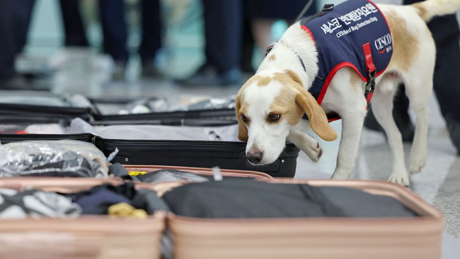 South Korea deploys sniffer dog at airport to detect bed bugs after Paris Olympics | World News