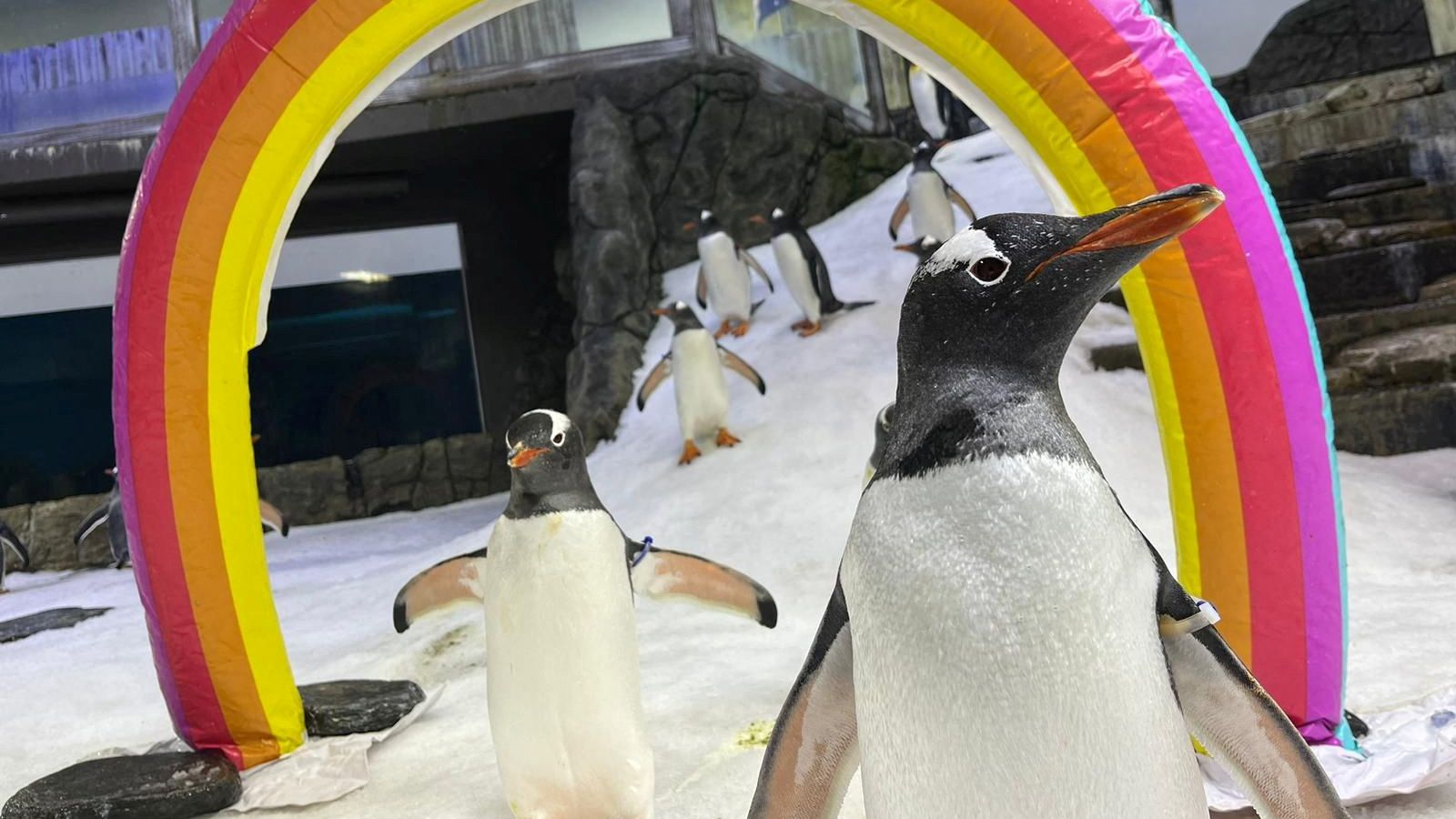 Sphen, one half of world-famous gay penguin couple, dies at SEA LIFE Sydney Aquarium | World News