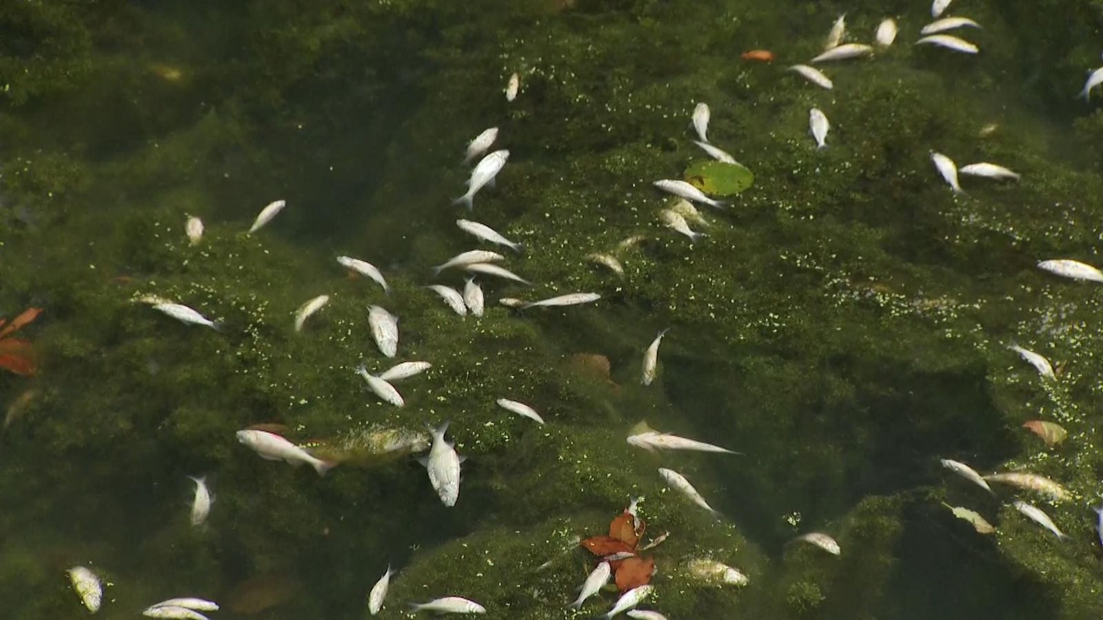 Walsall: Around 90 kg of dead fish recovered from canal after chemical accident | News from Great Britain