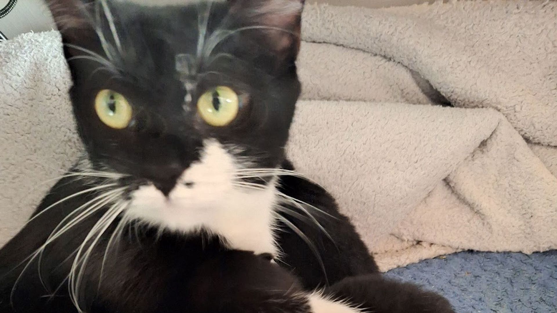 Warning after suspected cat poisonings