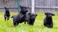 EDITORIAL USE ONLY Golden Retriever-German Shepherd mix puppies, from a litter of 16, attend a health check-up at the Guide Dogs National Centre in Leamington Spa, as the litter birthed by Unity, a three-year-old German Shepherd sets a new record for the charity's 60-year-old breeding programme. Issue date: Wednesday January 12, 2022.