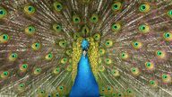 An Indian Blue Peacock shows off its plumage at Hanwell Zoo and Bird Conservation Centre, Middlesex.