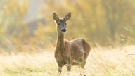Roe deer in Glasgow. Pic: Rhiannon Law/NatureScot