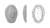 Shishania aculeata as it would have appeared in life as viewed from the top, side and bottom
Pic:M. Cawthorne