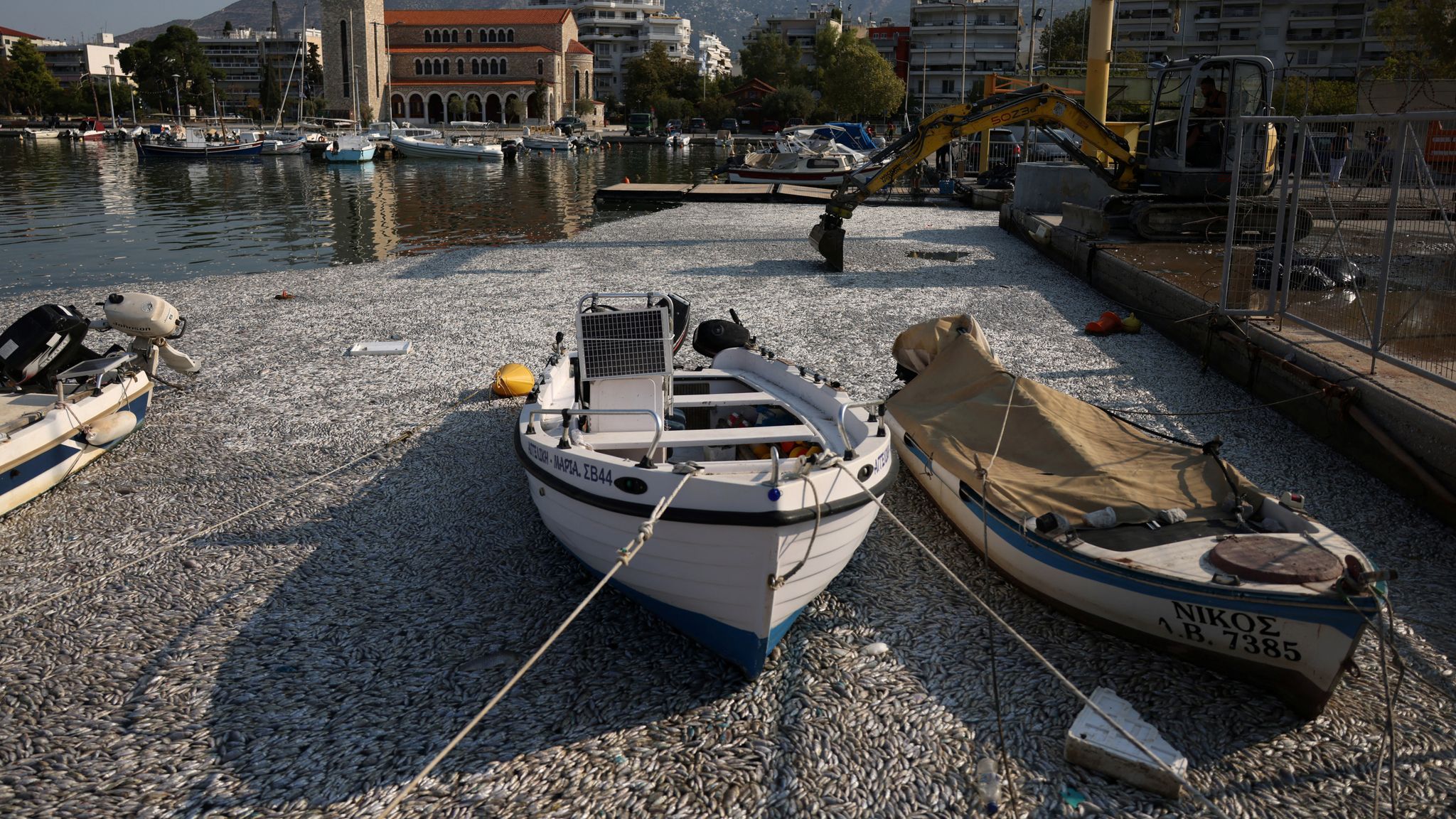 Dead fish blanket Greek tourist port of Volos after flooding | World ...