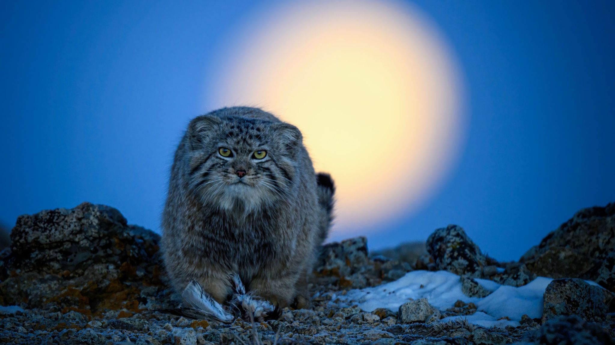 Stoats, spiders, lions and sharks among pictures competing