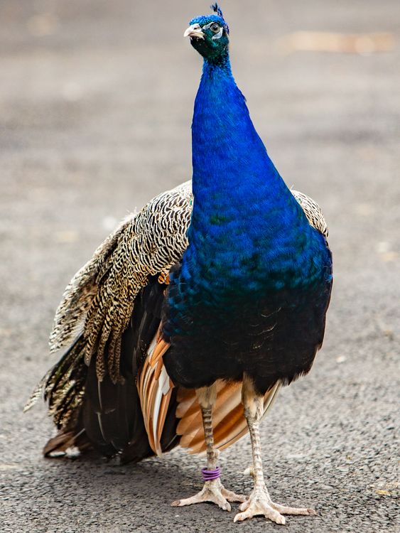 Peacocks receive honorary citizenship. Image: Fife Council