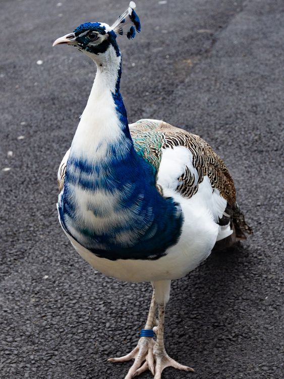 Peacocks receive honorary citizenship. Image: Fife Council