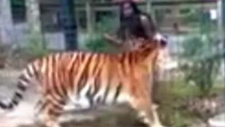 Woman wanted after approaching tiger