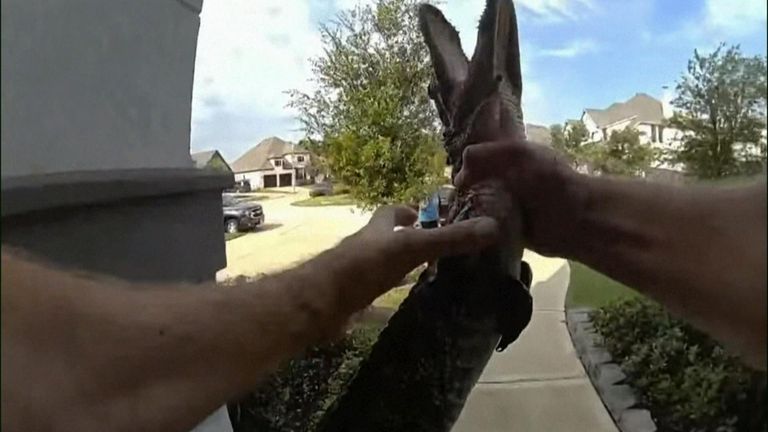 OFFICER CAPTURES BABY GATOR WITH HANDS