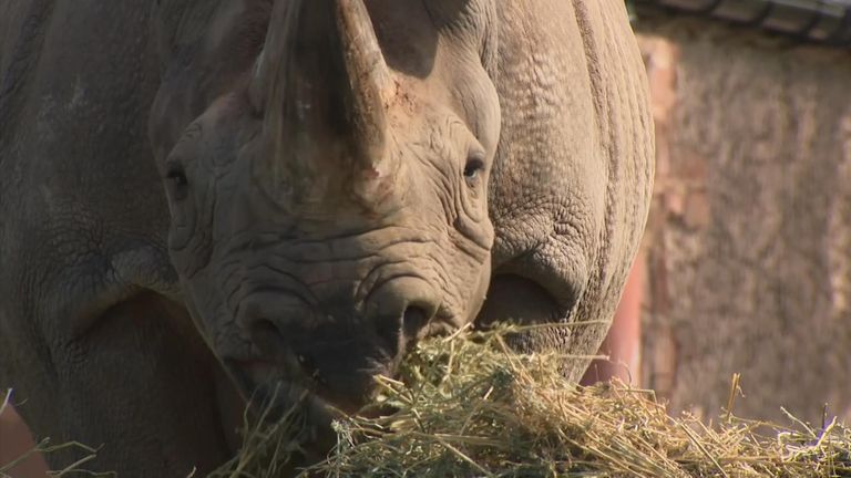 A black rhino at Chester Zoo