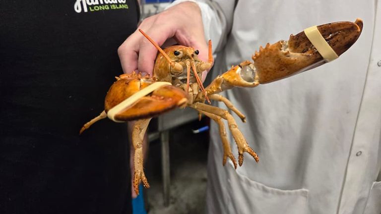The rare orange lobster, nicknamed Clementine. Pic: Humane Long Island