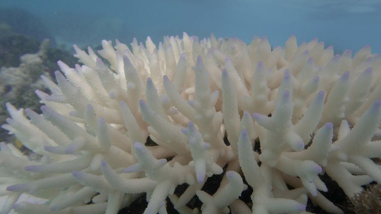 Caption: Bleached coral, Great Barrier Reef, 2024. Pic: Ove Hoegh-Guldberg