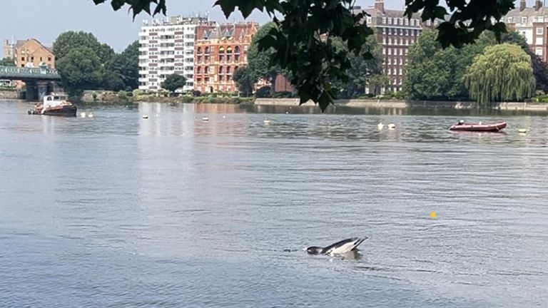 A dolphin which has been spotted in the River Thames near London's Putney Bridge. Pic: PA