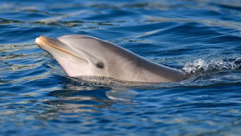 A bottlenose dolphin. File pic: iStock