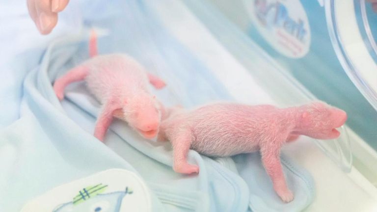 Ocean Park in Hong Kong has announced the birth of a pair of giant panda twins.