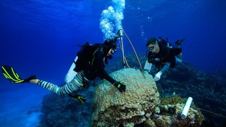 The team used a drill to remove a coral skeletal core. Pic: Tane Sinclair-Taylor