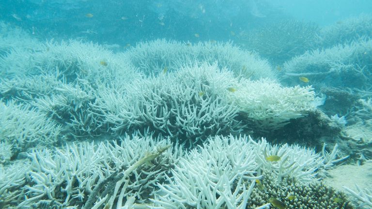 Bleached coral, Great Barrier Reef, 2024. Pic: Ove Hoegh-Guldberg