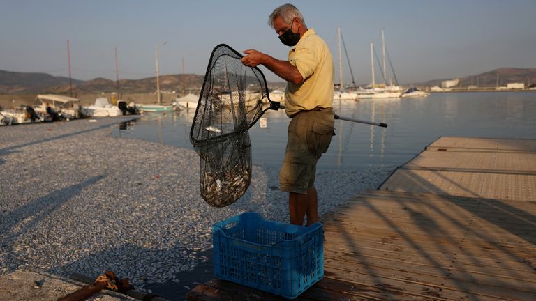 A man tries to help clear the tonnes of dead fish that have washed into Volos. Pic: Reuters