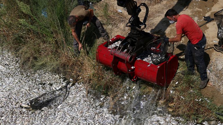 Dead fish blanket Greek tourist port of Volos after flooding | World ...