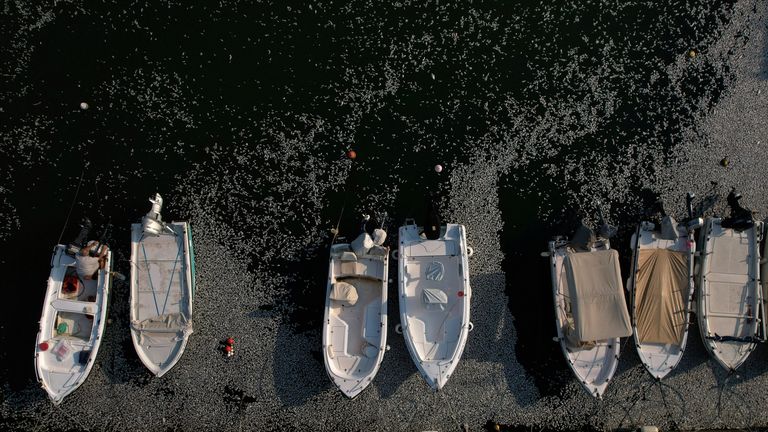 A man sits on his boat watching the tonnes of dead fish in Volos. Pic: Reuters