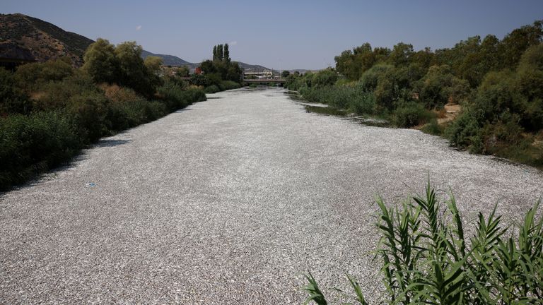 Over a 24-hour period, over 40 tonnes of fish were collected, authorities said, with many more still to go. Pic: Reuters