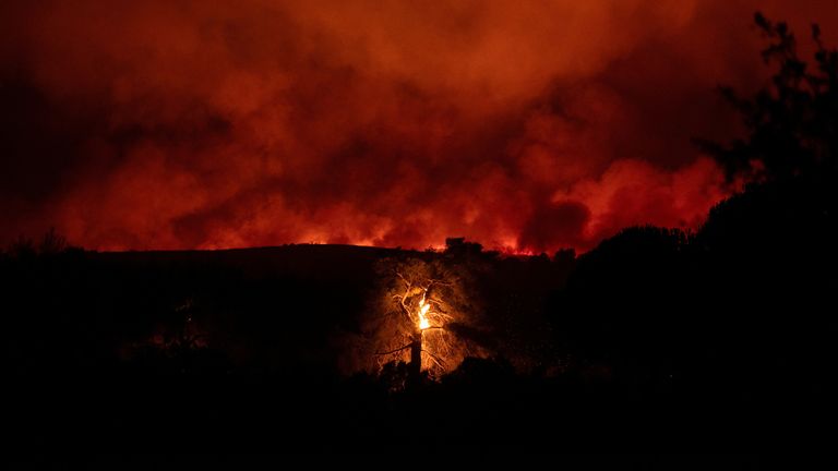 A tree burns as flames and smoke rise from a wildfire burning in the village of Varnavas, near Athens, Greece, August 11, 2024. REUTERS/Hilary Swift TPX IMAGES OF THE DAY