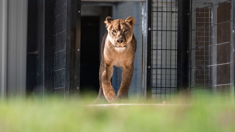 Yuna growing more accustomed to her new life. Pic: The Big Cat Sanctuary
