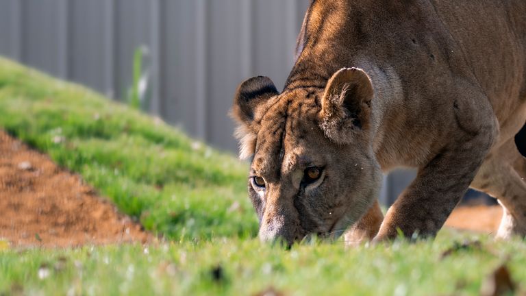 Pic: The Big Cat Sanctuary