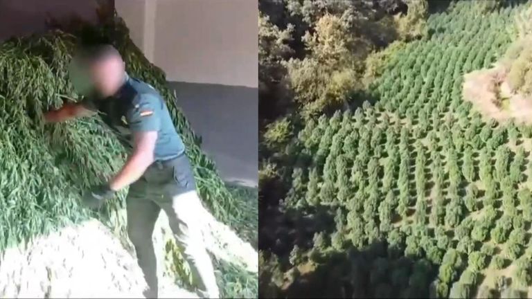 Spanish police dismantle huge marijuana plantation