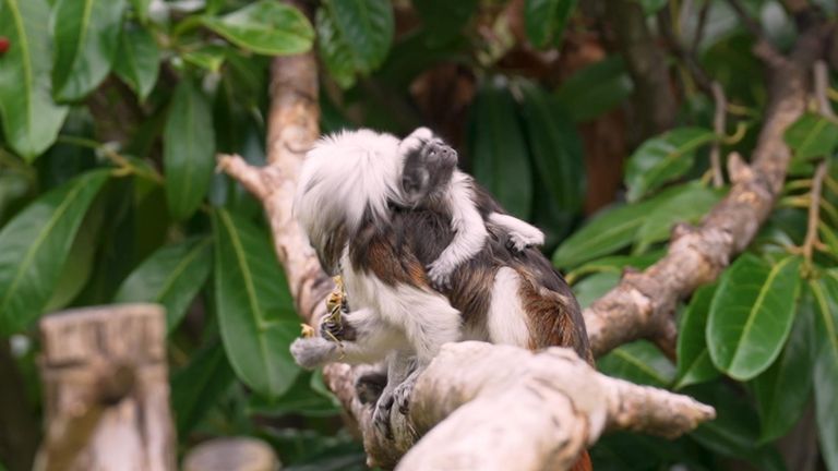 According to Chester Zoo, only 2,000 of these monkeys remain in the wild.