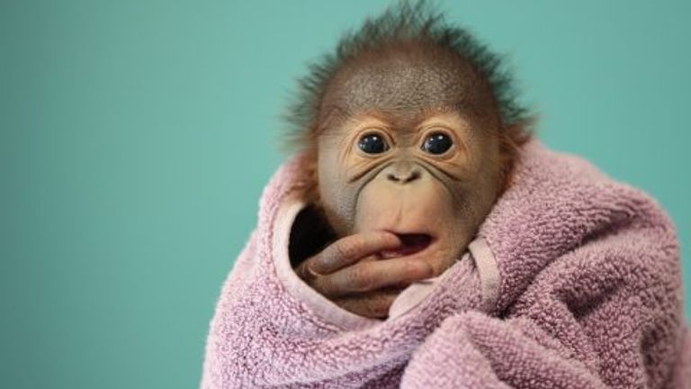 Male orangutan, whose parents are Mujur and Sibu, born at Dublin Zoo in July 2024. Pic: Dublin Zoo