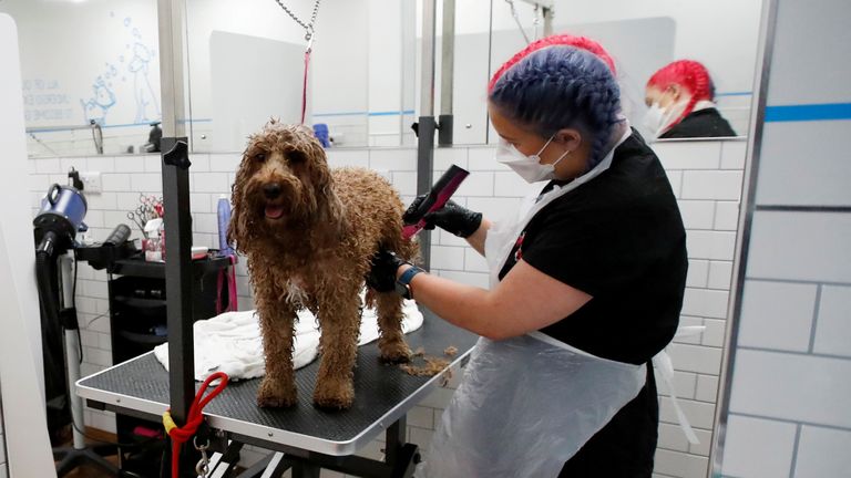 Pets at home dog grooming discount