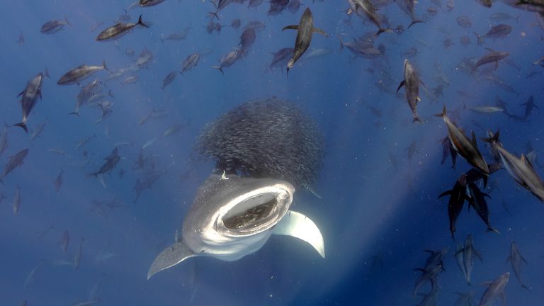 Feeding Frenzy. Pic: Jorge Fontes