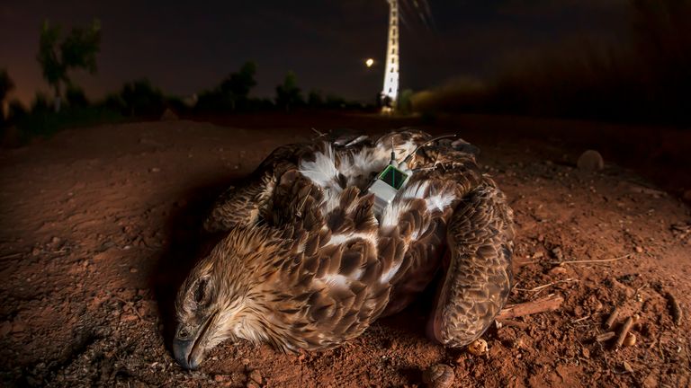 Conservation of the Bonelli's Eagle. Pic: Roberto García Roa