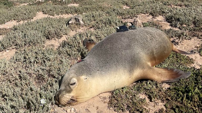 Cameras and tracking instruments were glued to small pieces of neoprene that were then glued to the fur of the sea lions. Pic: Nathan Angelakis