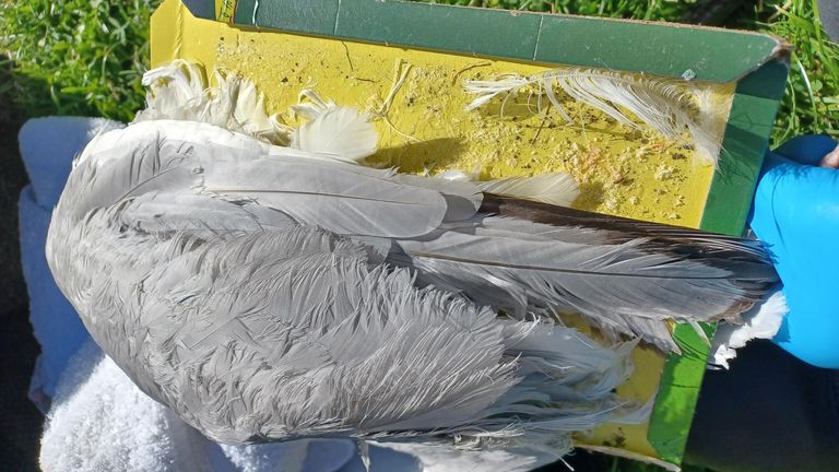 A seagull got stuck in a glue trap in Aberdeen. Pic: Scottish SPCA