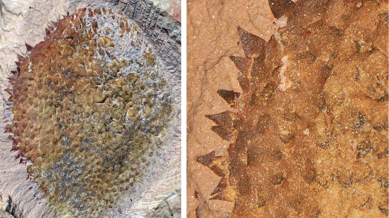 A complete specimen of Shishania aculeata seen from the dorsal (top) side, and spines covering the body of Shishania aculeata (image on right). 
Pic: G Zhang/L Parry 